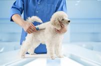 Medium Dog Grooming by Pet Grooming and More